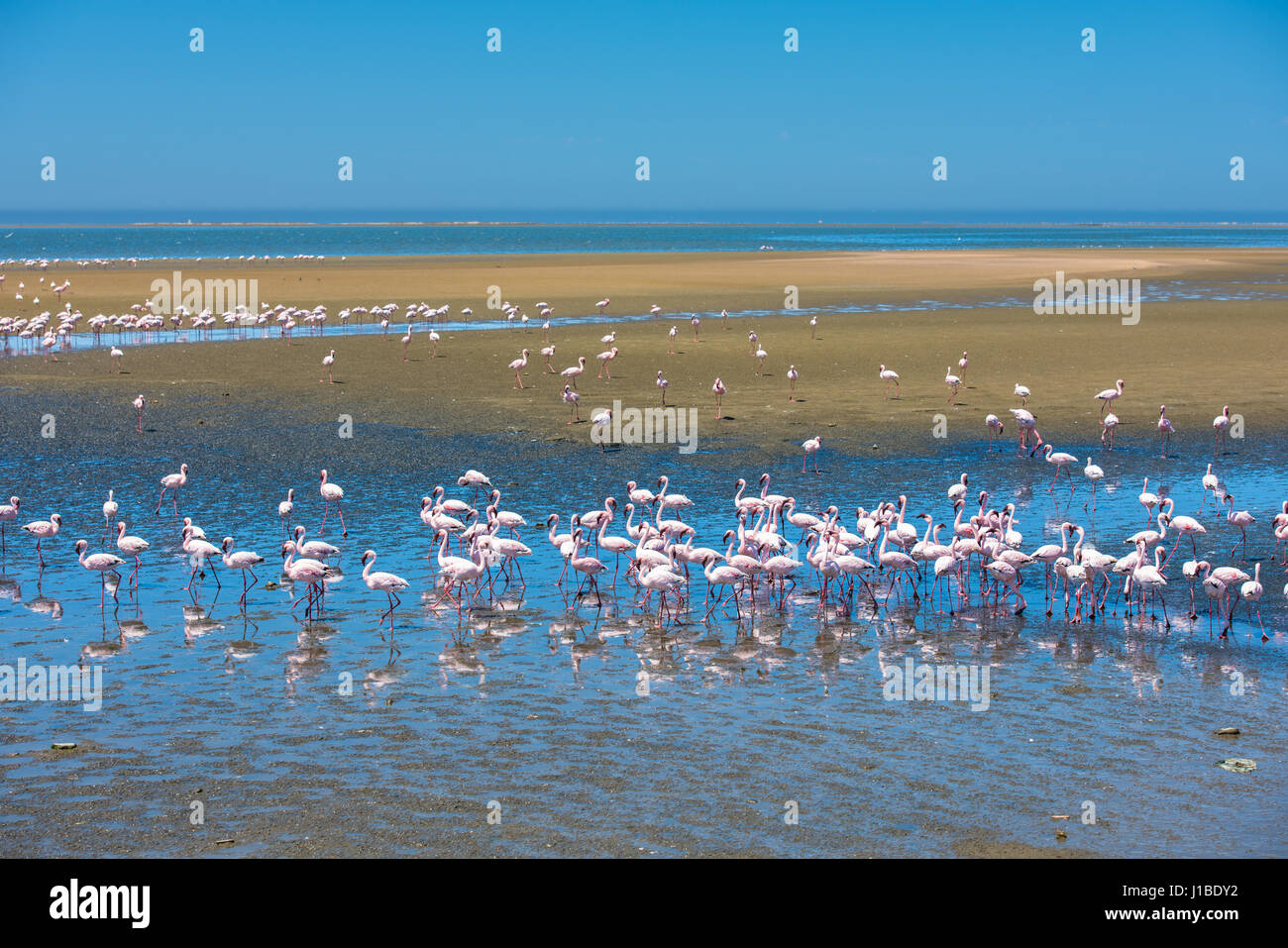 Flock Of Flamingos At Walvis Bay Namibia Stock Photo Alamy flock-of-flamingos-at-walvis-bay-namibia-stock-photo-alamy