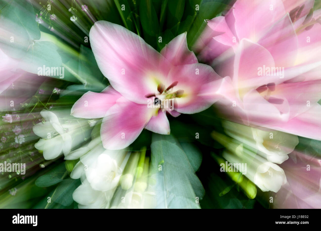 Pink lily flower zoom Stock Photo