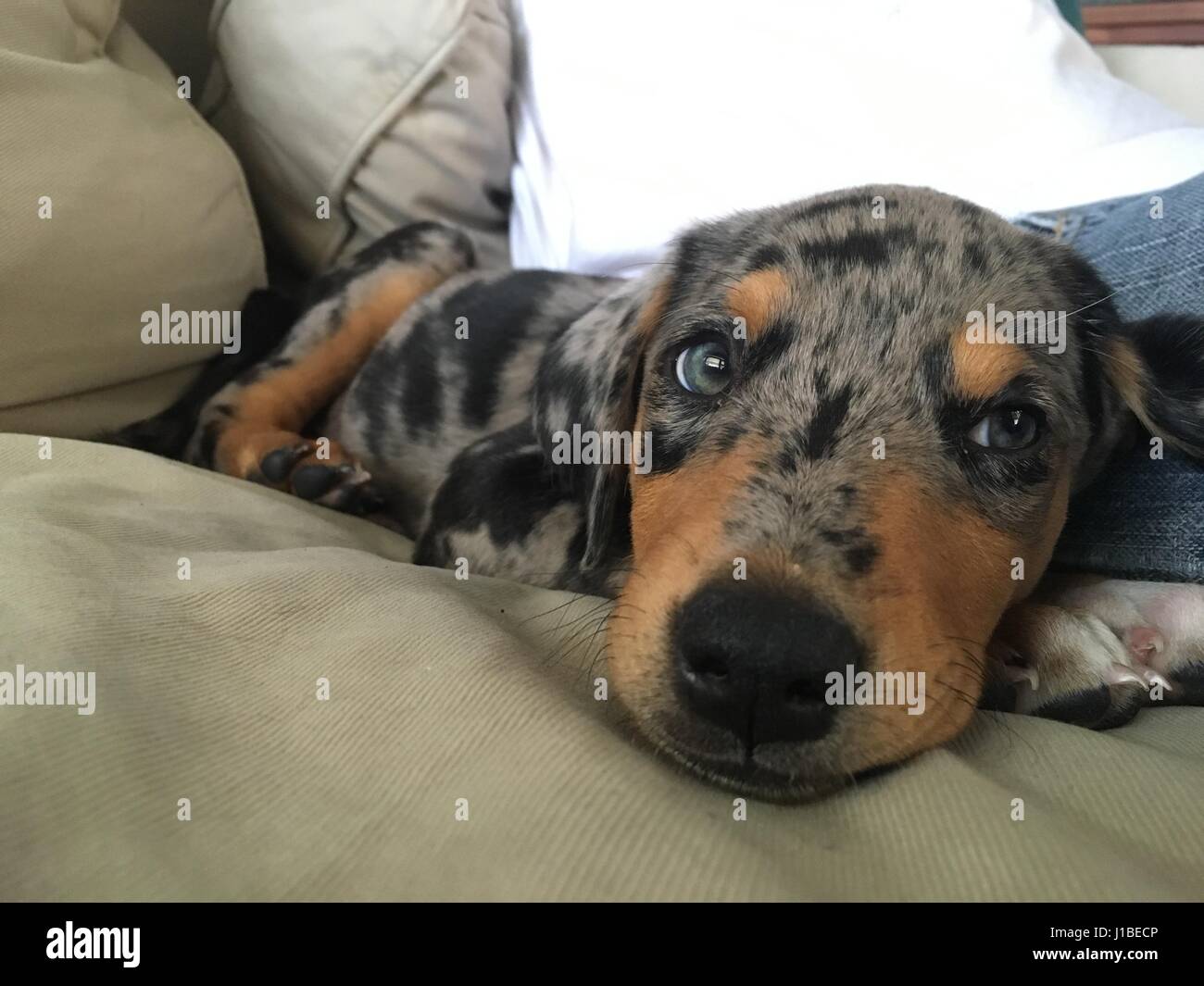 doberman australian shepherd mix