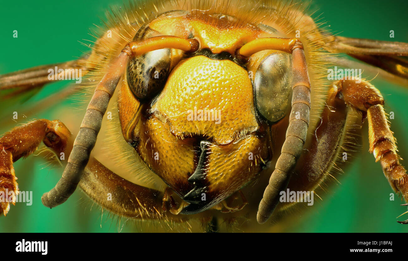 Hornet on green Background - Vespa crabro (Linnaeus, 1758 Stock Photo ...