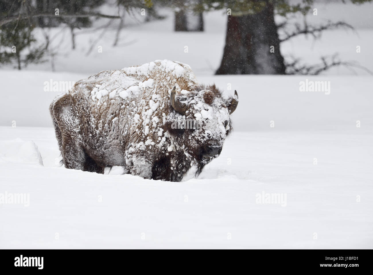 American bison / Amerikanischer Bison ( Bison bison ), heavy old bull covered with snow in strong winter, Yellowstone, Wyoming, USA. Stock Photo