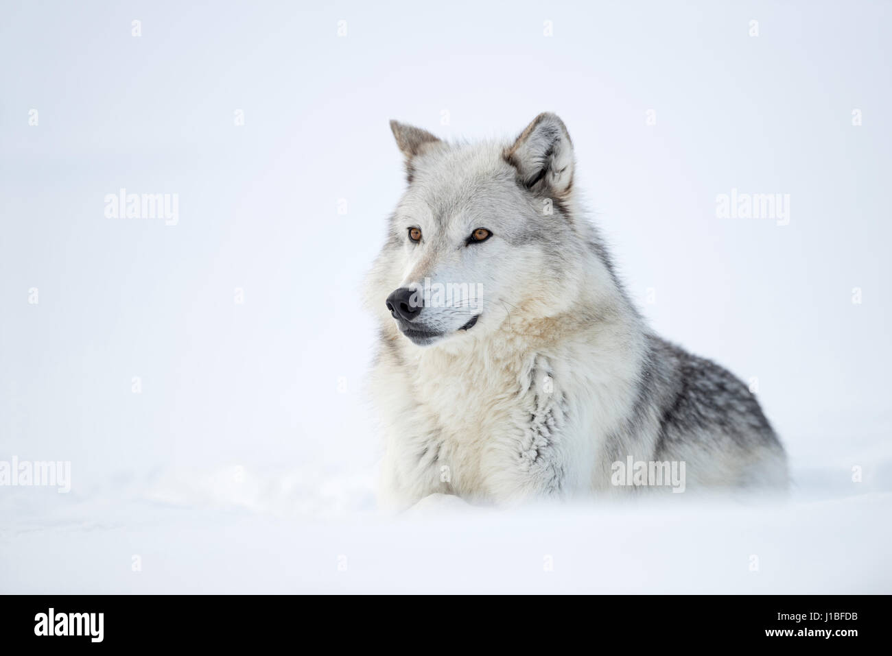Nice Wolves Gray Wolf / Grauwolf ( Canis lupus) lying in snow, attentively watching ...