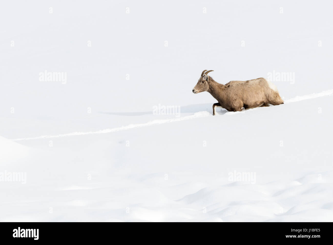 Rocky Mountain Bighorn Sheep / Dickhornschaf ( Ovis canadensis ), ewe, walking through deep snow, following a track, Yellowstone, USA. Stock Photo