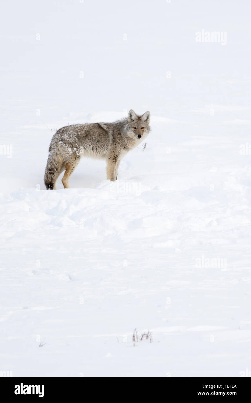 Coyote / Kojote ( Canis latrans ), adult animal, in winter, high snow, on distance, watching attentively, Montana, USA. Stock Photo