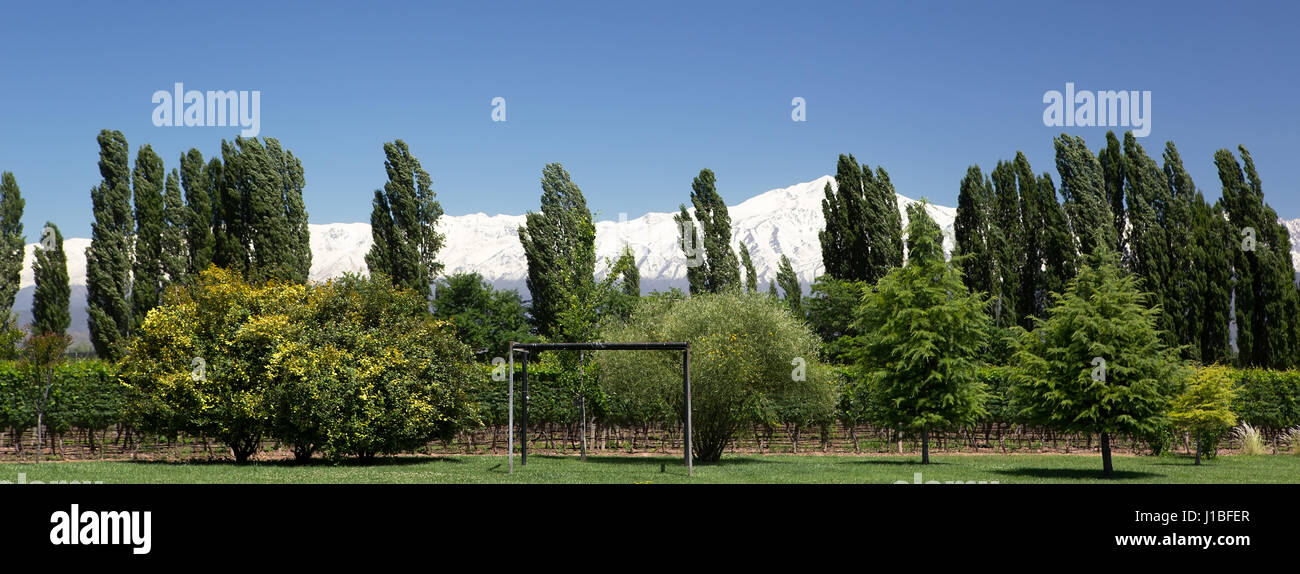 Andes & Vineyard, Lujan de Cuyo, Mendoza, Argentina Stock Photo