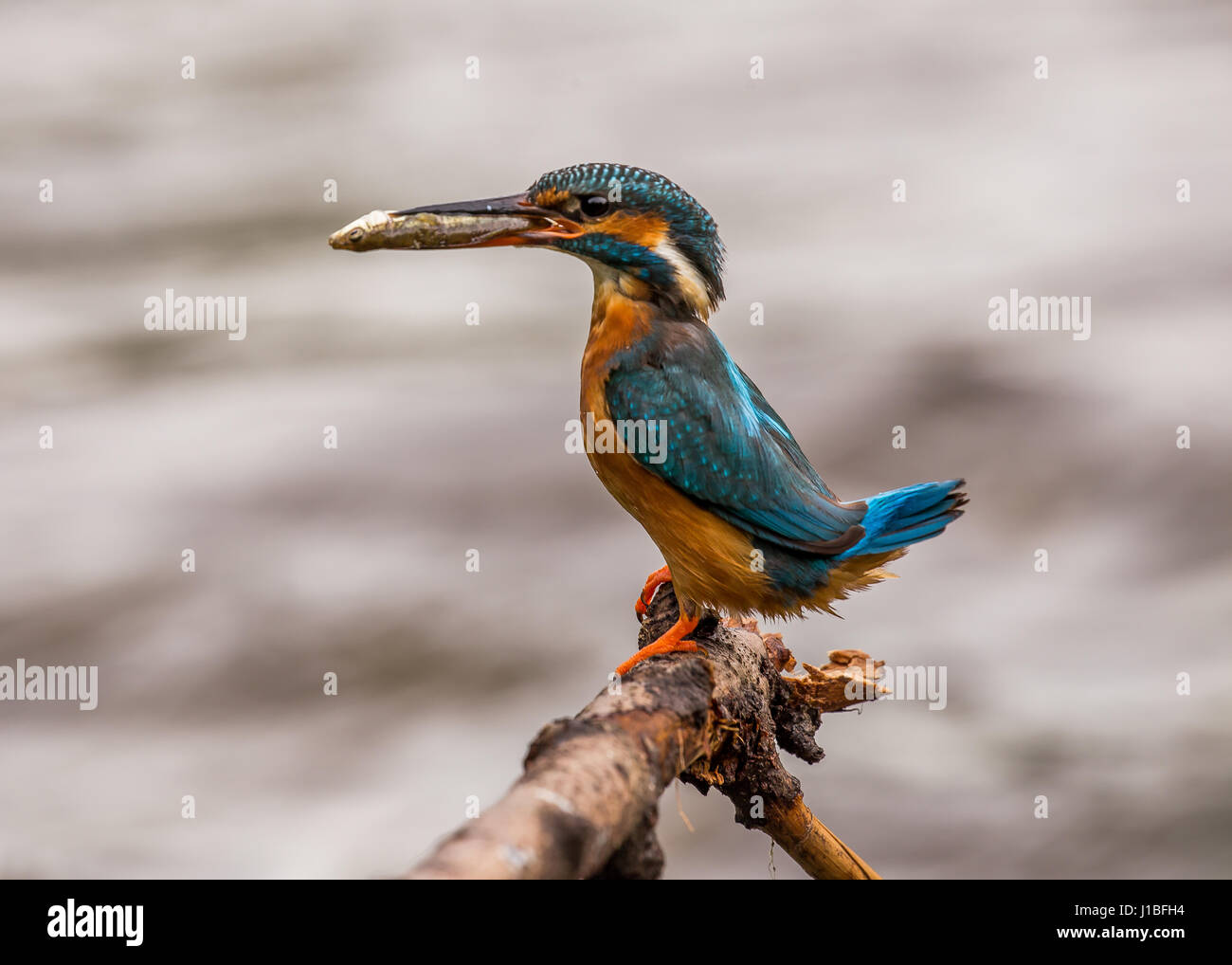 Kingfisher diving underwater hires stock photography and images Alamy
