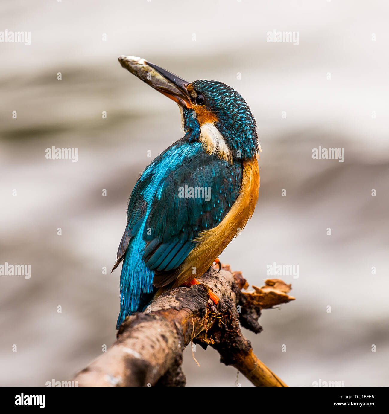 Kingfisher diving underwater hires stock photography and images Alamy
