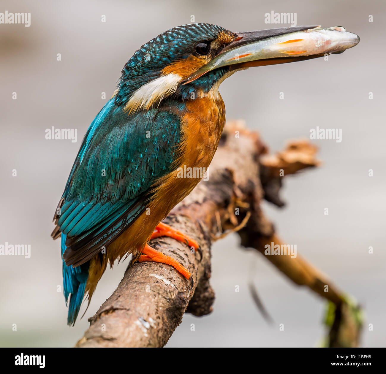 Kingfisher diving underwater hires stock photography and images Alamy