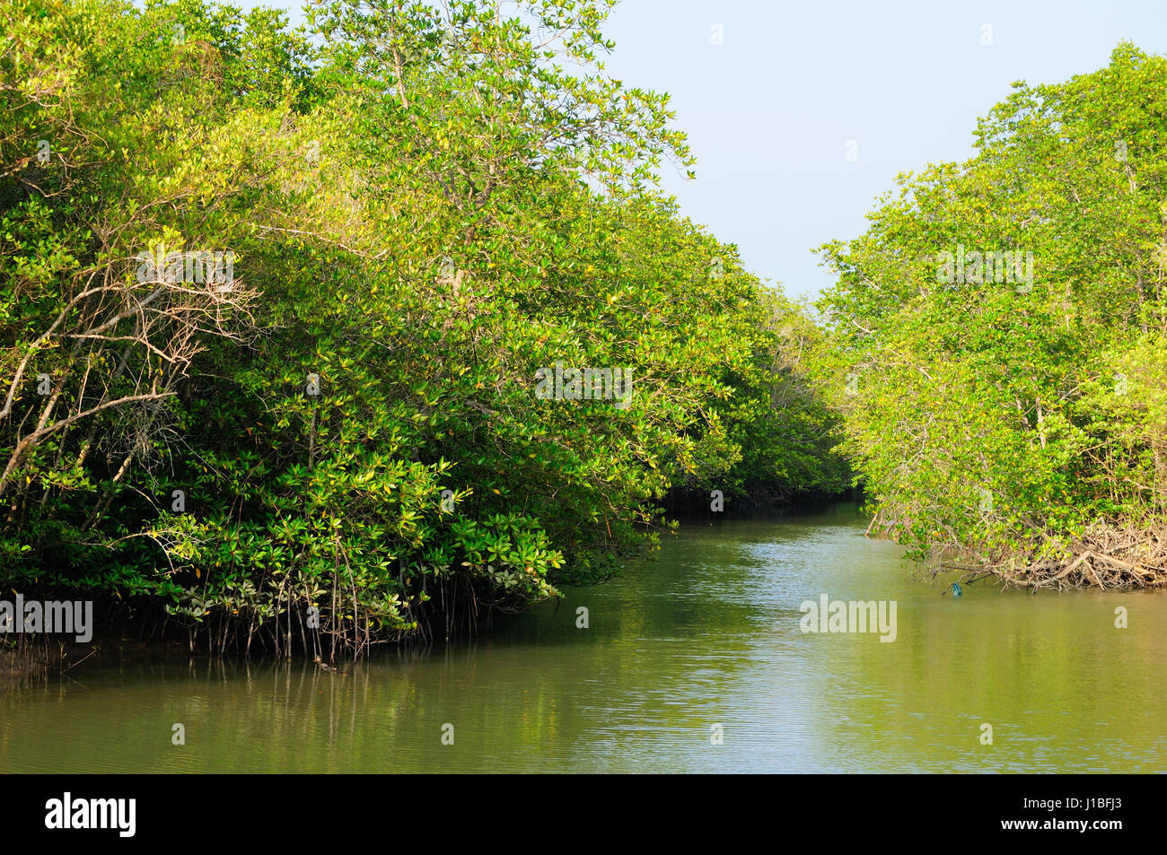 Mangrove plants growing on Can Gio monkey Island in South Vietnam Stock