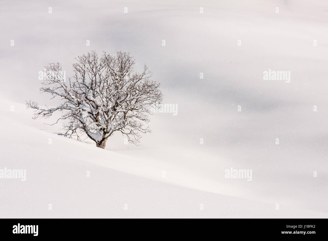 A single mountain maple tree stands in a snow covered landscape Stock Photo