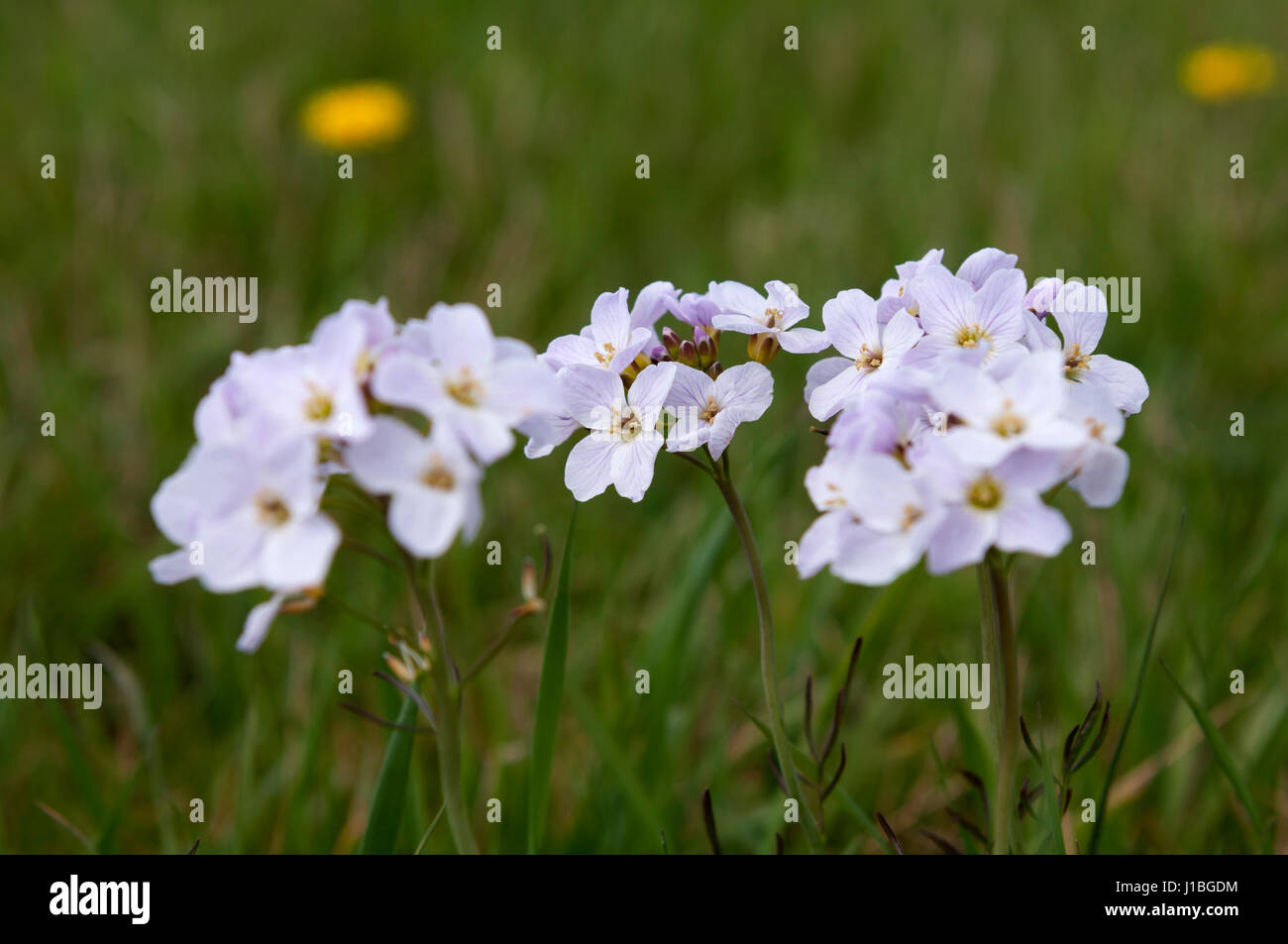 Cuckoo Flowers (Cardamine pratensis) on River Cherwell water meadow, Northamptonshire, UK Stock Photo