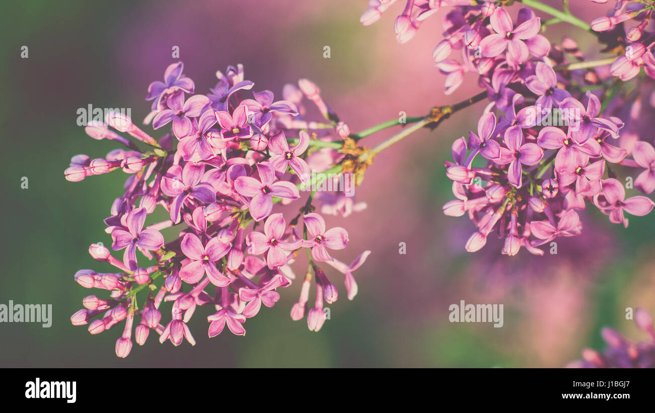 Purple lilacs in the lilac garden Stock Photo - Alamy