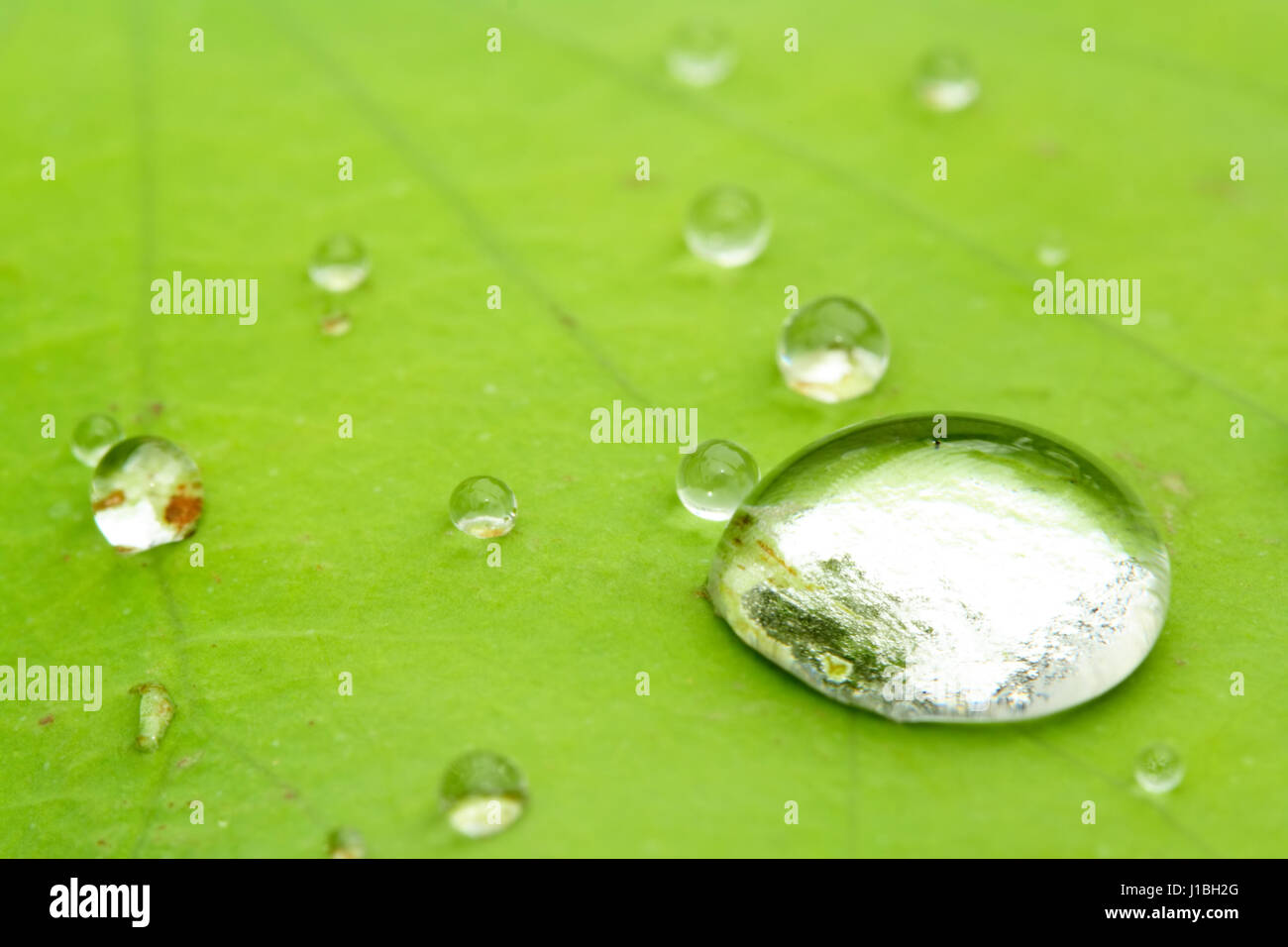 Water drops on a water lily leaf Stock Photo - Alamy