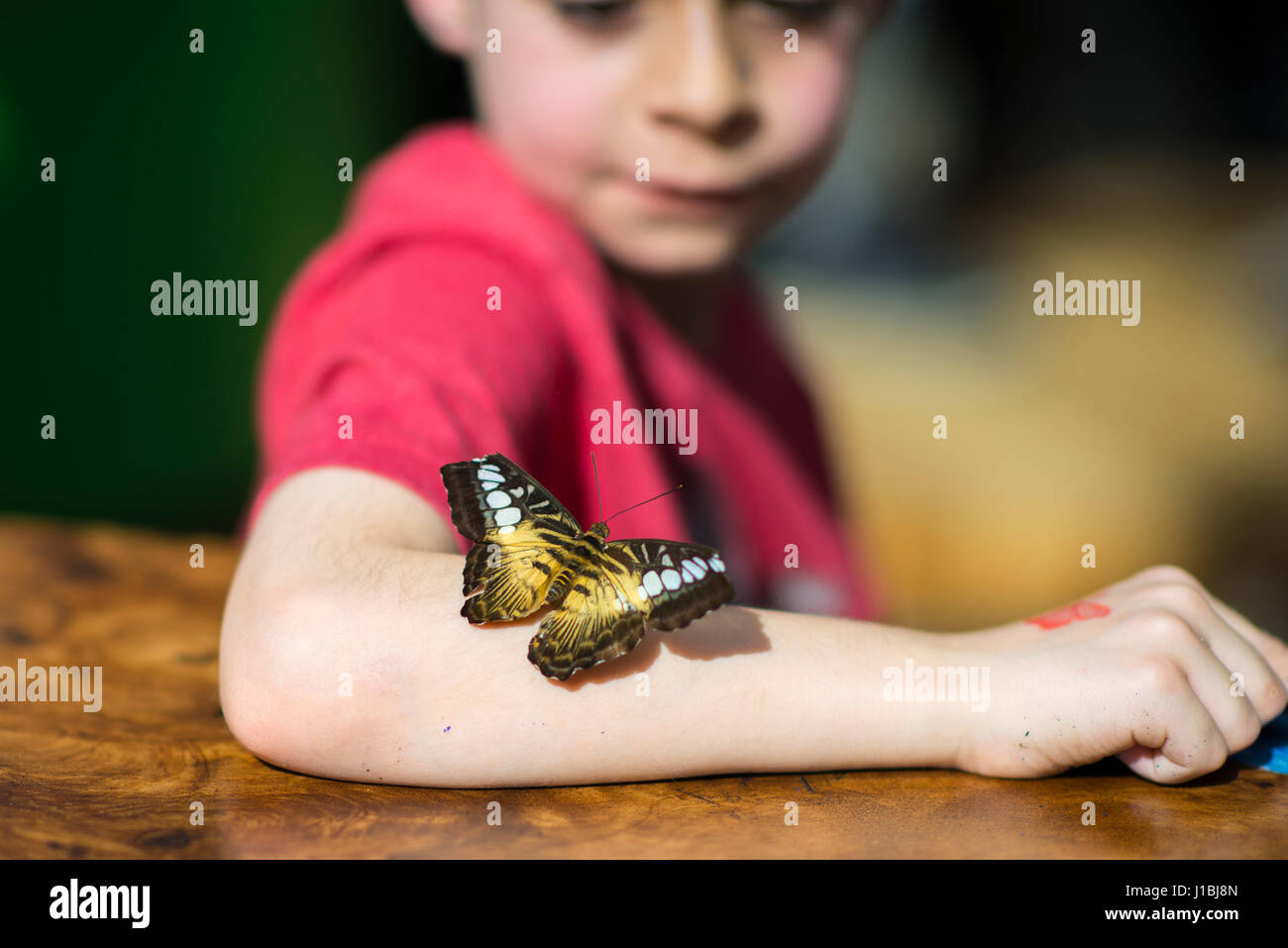 A butterfly standing still on the elbow of a boy Stock Photo