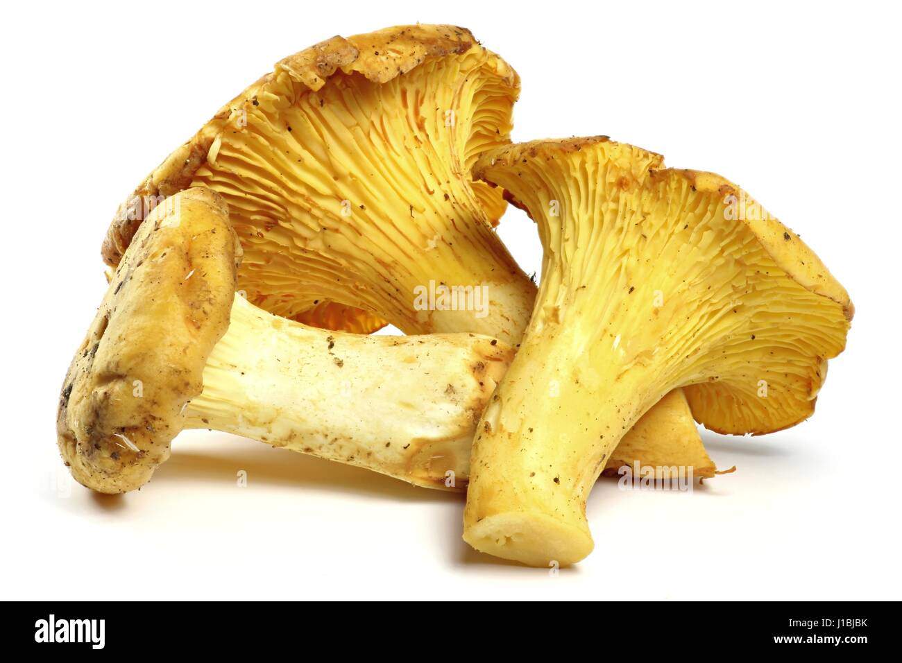 chanterelles isolated on white background Stock Photo - Alamy