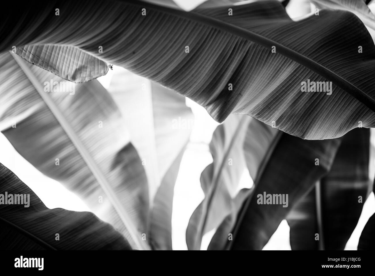 Banana plants garden hires stock photography and images Alamy