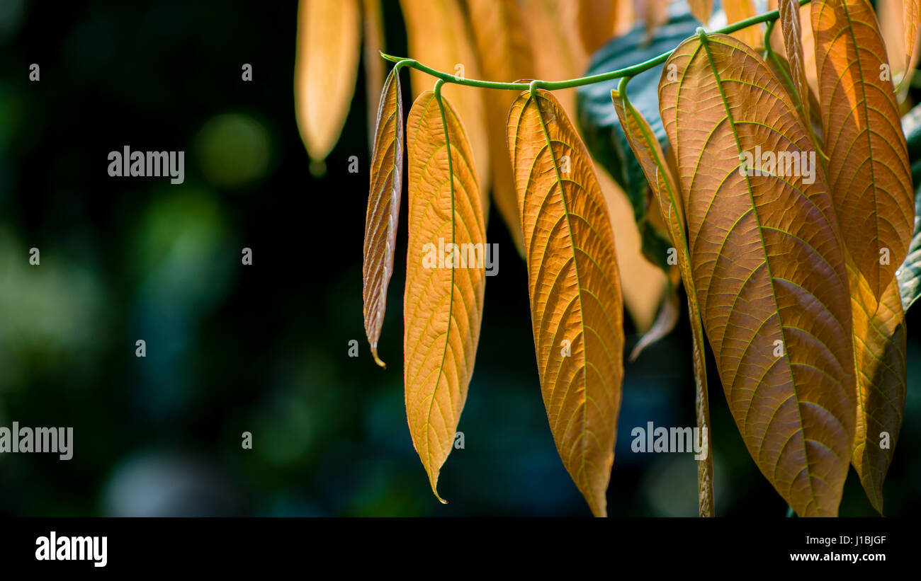 Banana plants garden hires stock photography and images Alamy