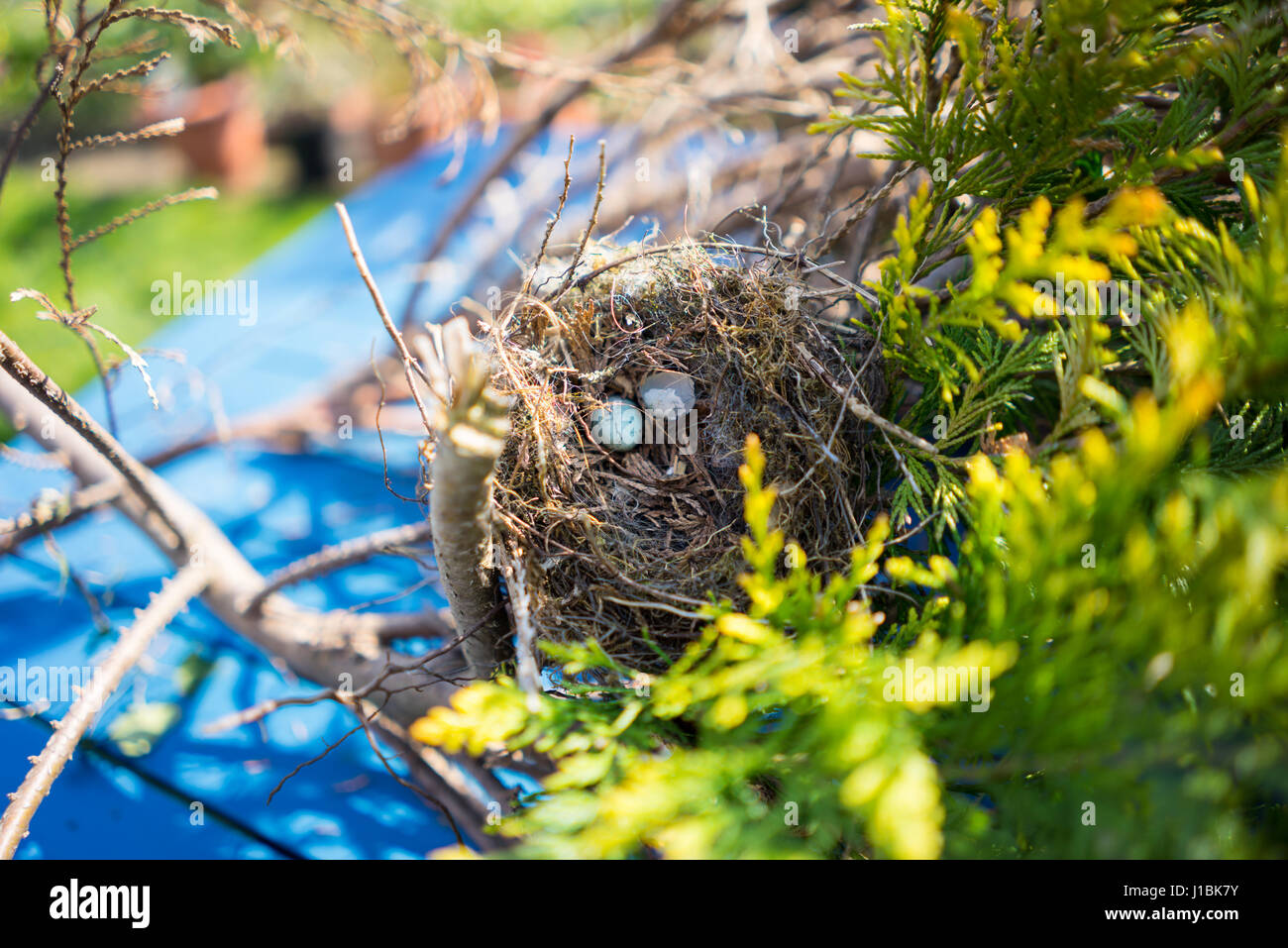 Birds nest in a evergreen tree Stock Photo Alamy