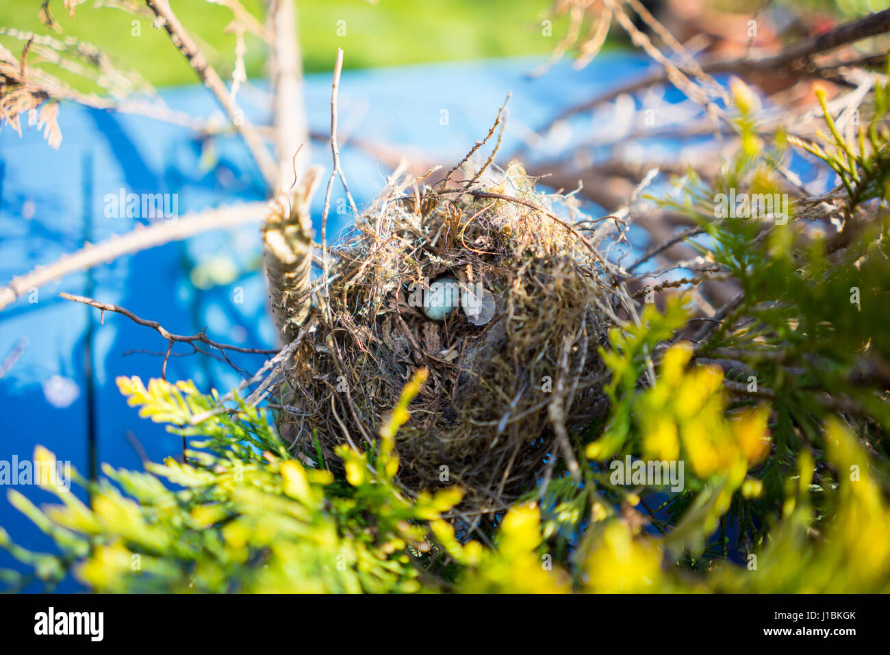 Birds nest in a evergreen tree Stock Photo Alamy