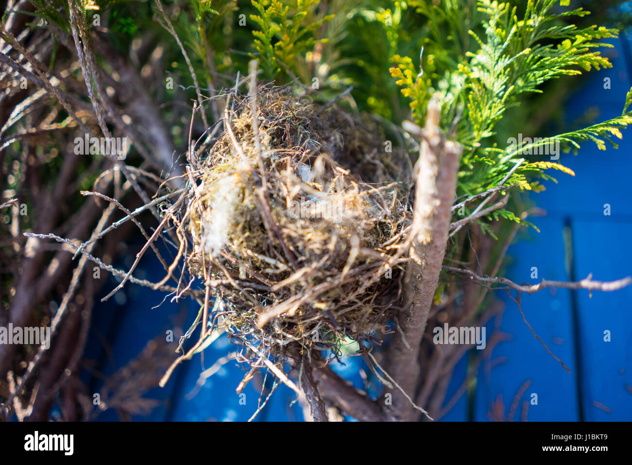 Birds nest in a evergreen tree Stock Photo Alamy