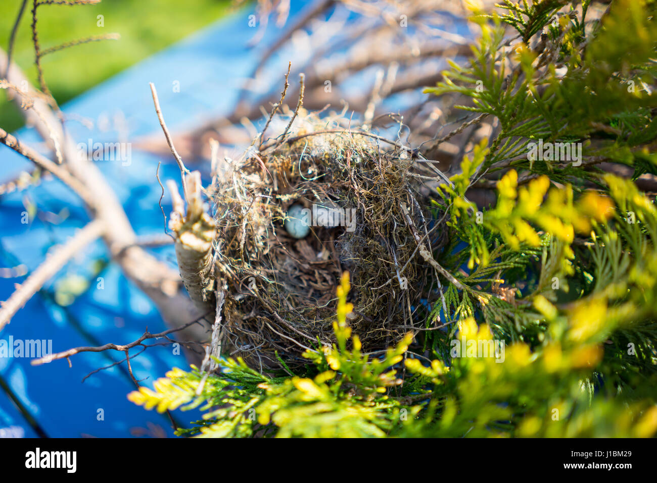 Birds nest in a evergreen tree Stock Photo Alamy