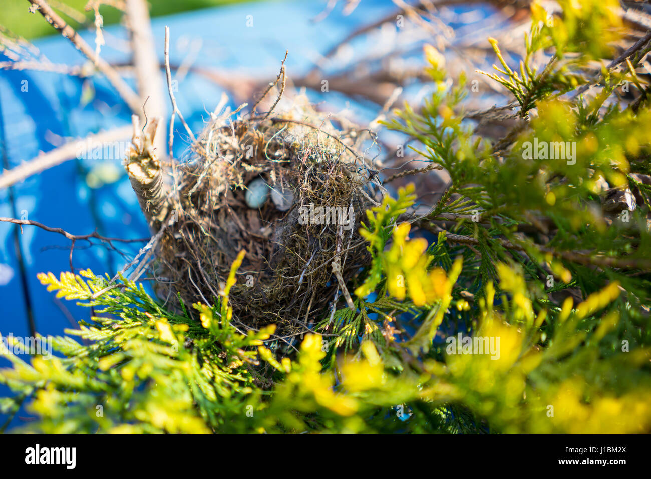 Birds nest in a evergreen tree Stock Photo Alamy