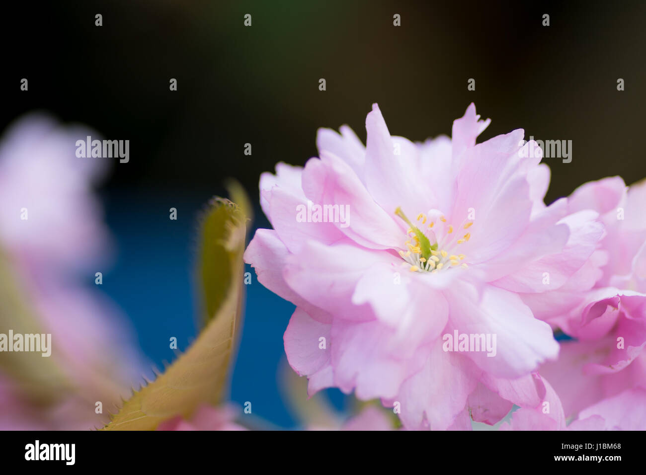 Pink cherry blossom center focus blur background Stock Photo - Alamy