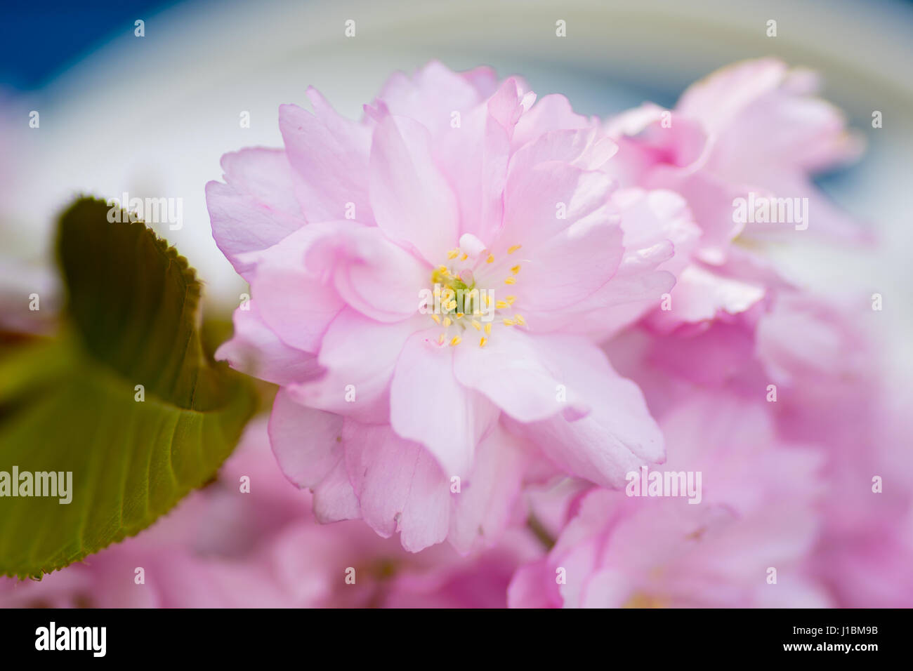 Pink cherry blossom center focus blur background Stock Photo - Alamy