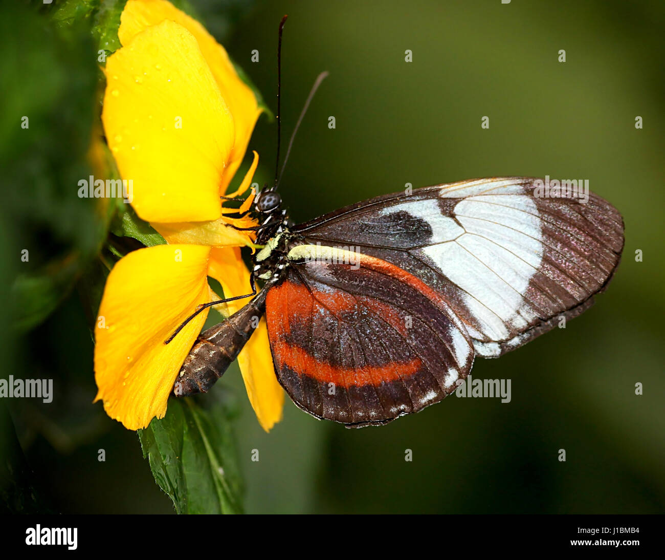 Cydno Longwing butterfly (Heliconius Cydno) a.k.a. Grinning Heliconian or Blue and White Longwing, native from Mexico to Ecuador Stock Photo