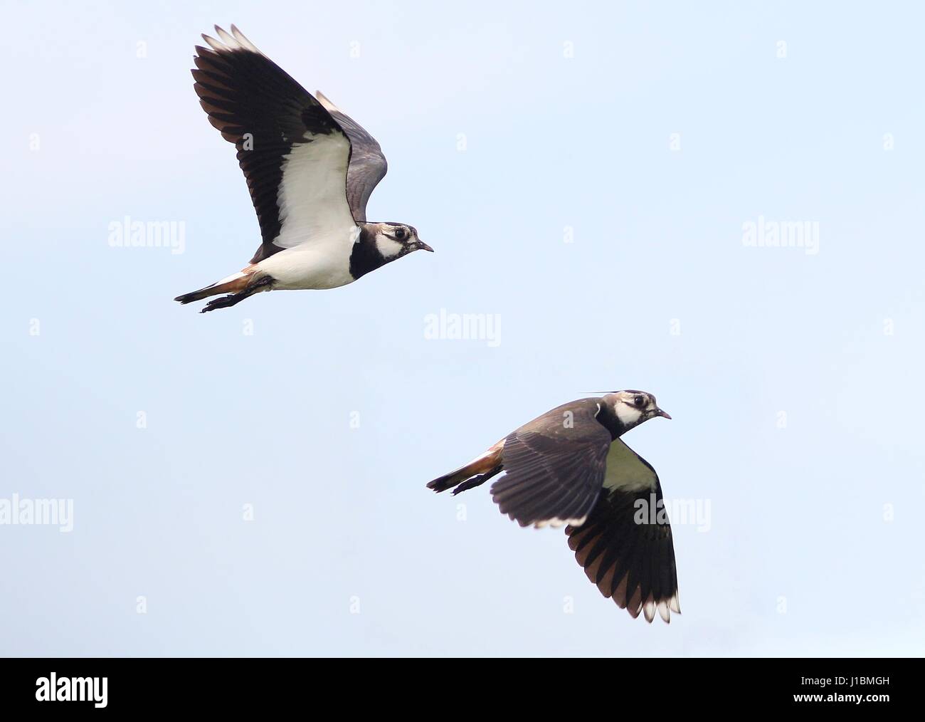 Lapwings in flight with blue sky hi-res stock photography and images ...
