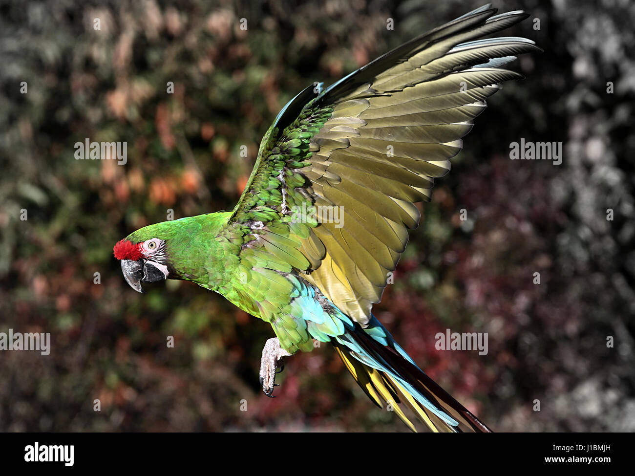 South American Military macaw (Ara militaris) in flight Stock Photo