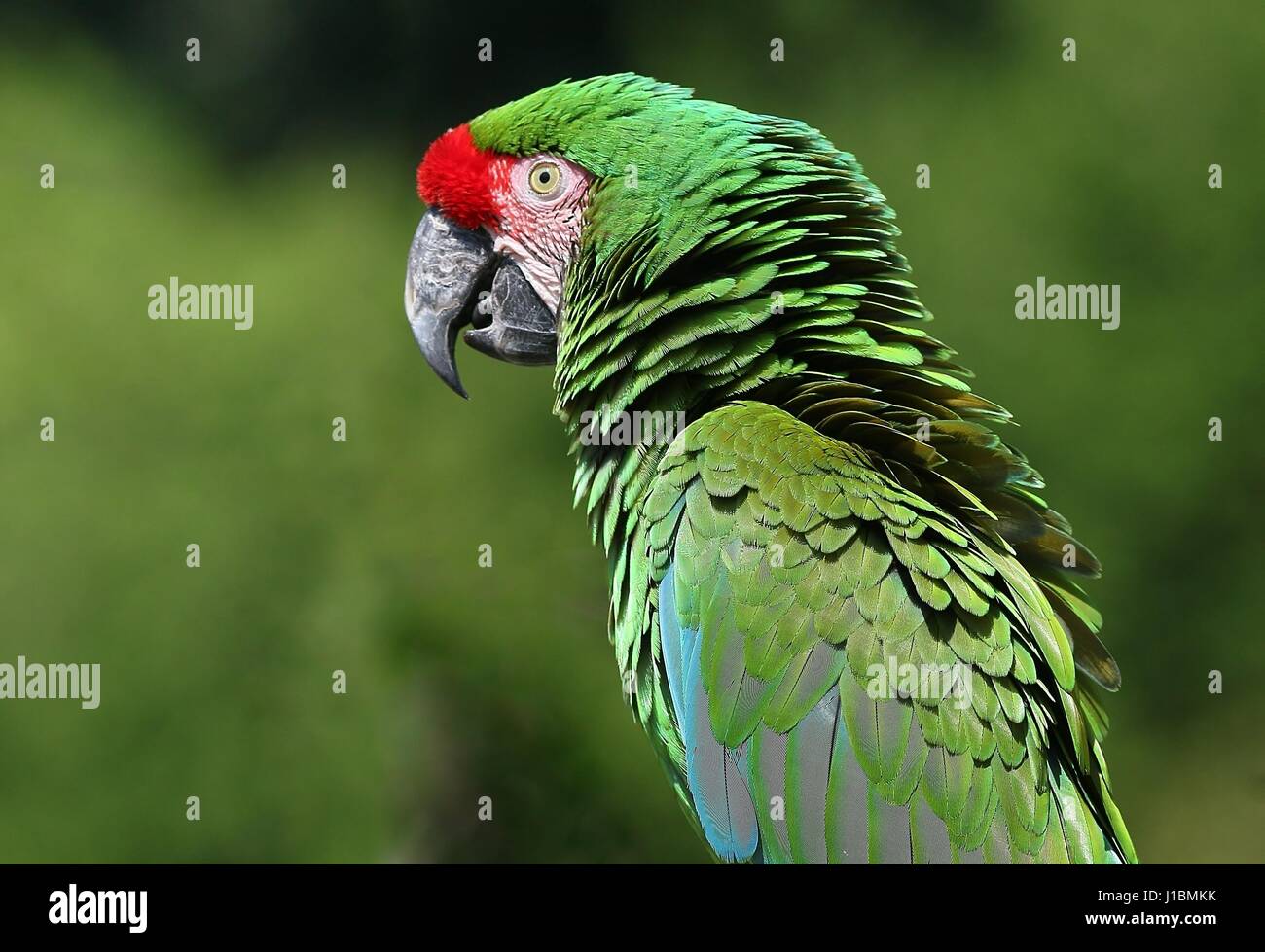 Military macaw (Ara militaris), found in a range from the Brazilian Amazon to Mexico. Stock Photo