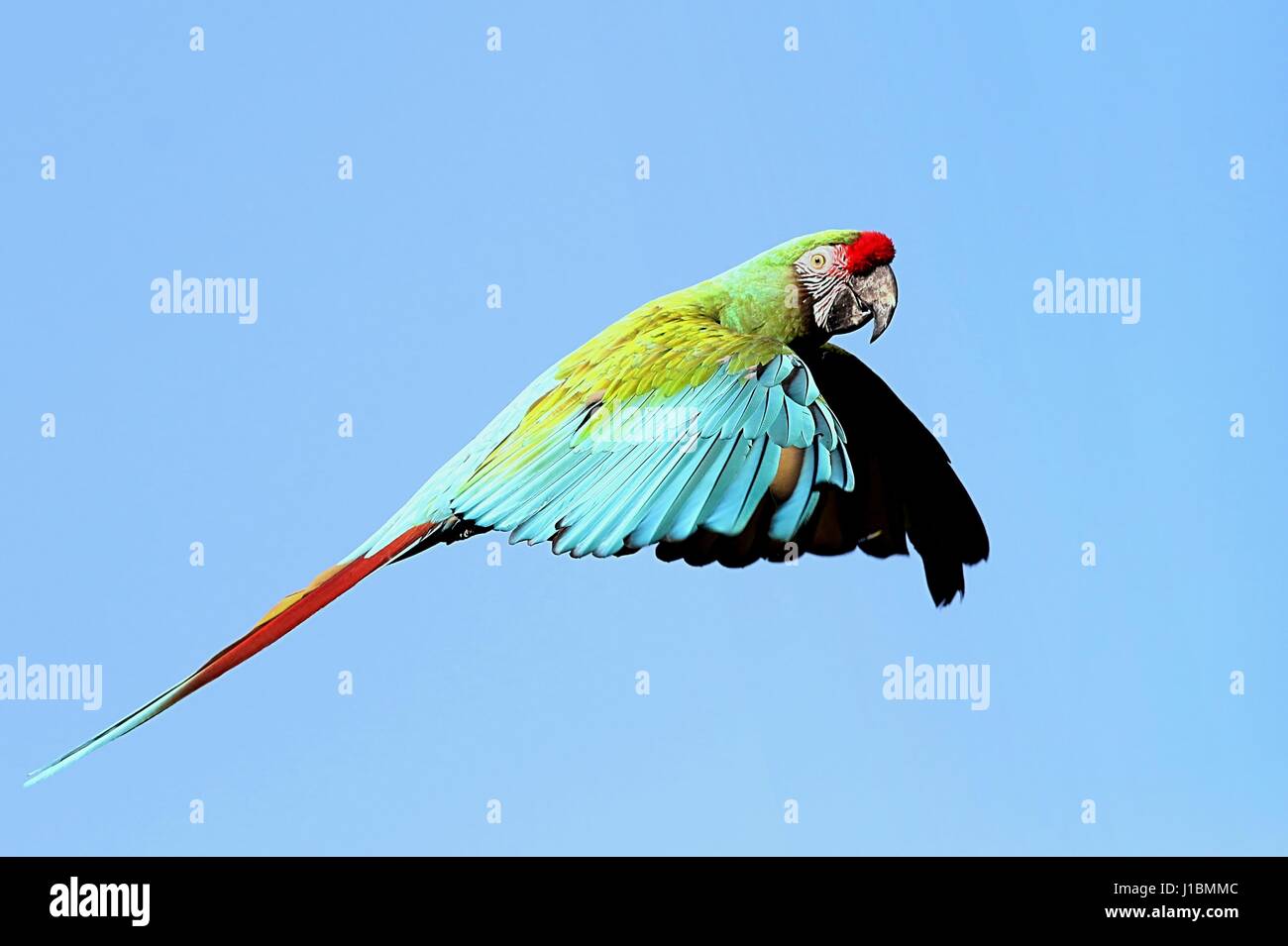 South American Military macaw (Ara militaris) in flight Stock Photo