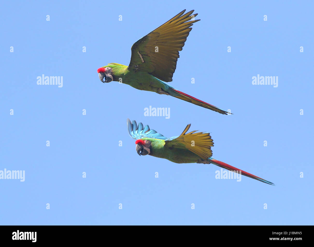 Pair of South American Military macaws (Ara militaris) in close flight Stock Photo