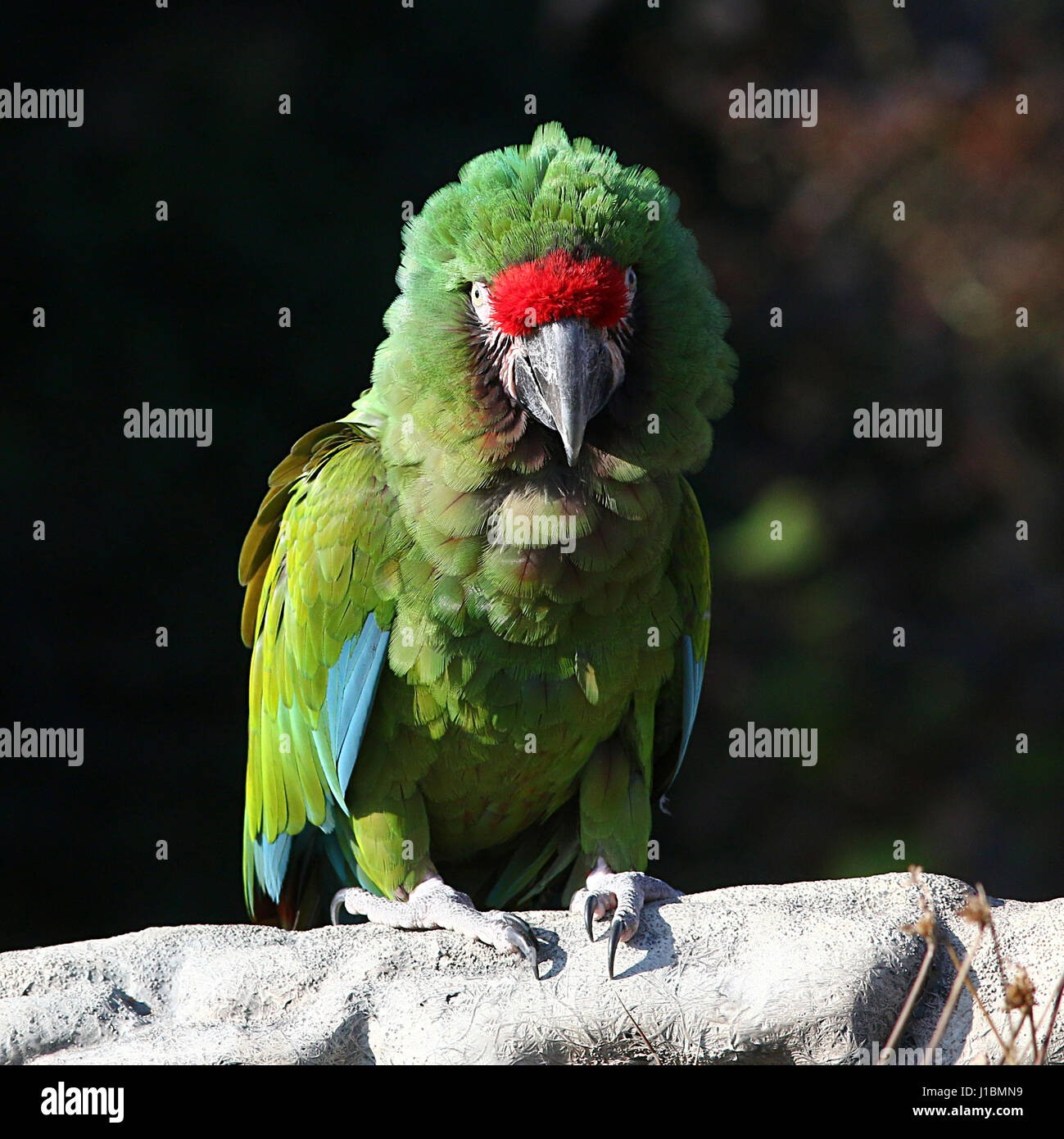 Military macaw (Ara militaris), found in a range from the Brazilian Amazon to Mexico. Stock Photo