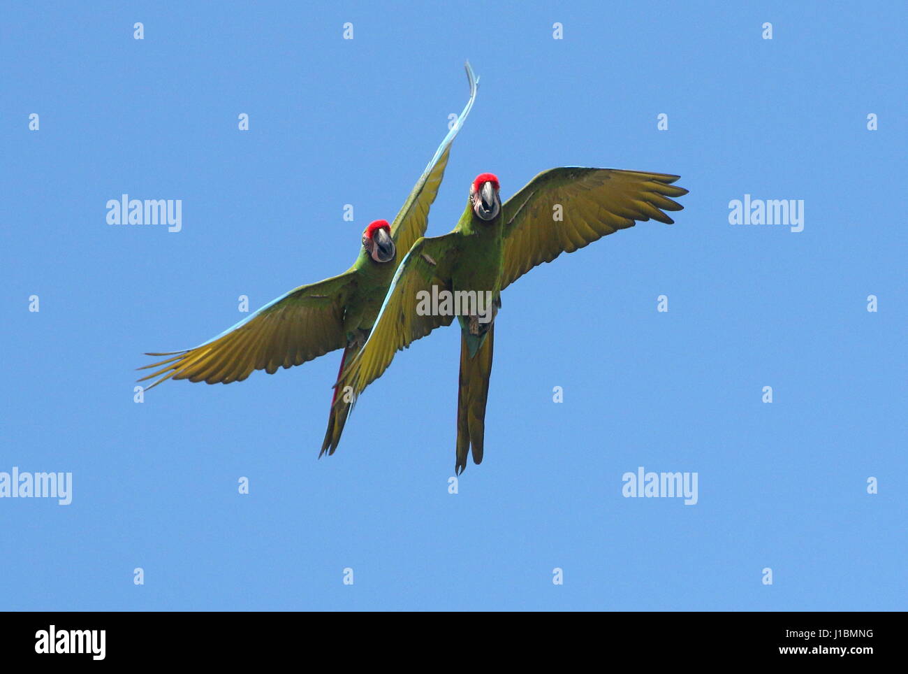Pair of South American Military macaws (Ara militaris) in close flight Stock Photo