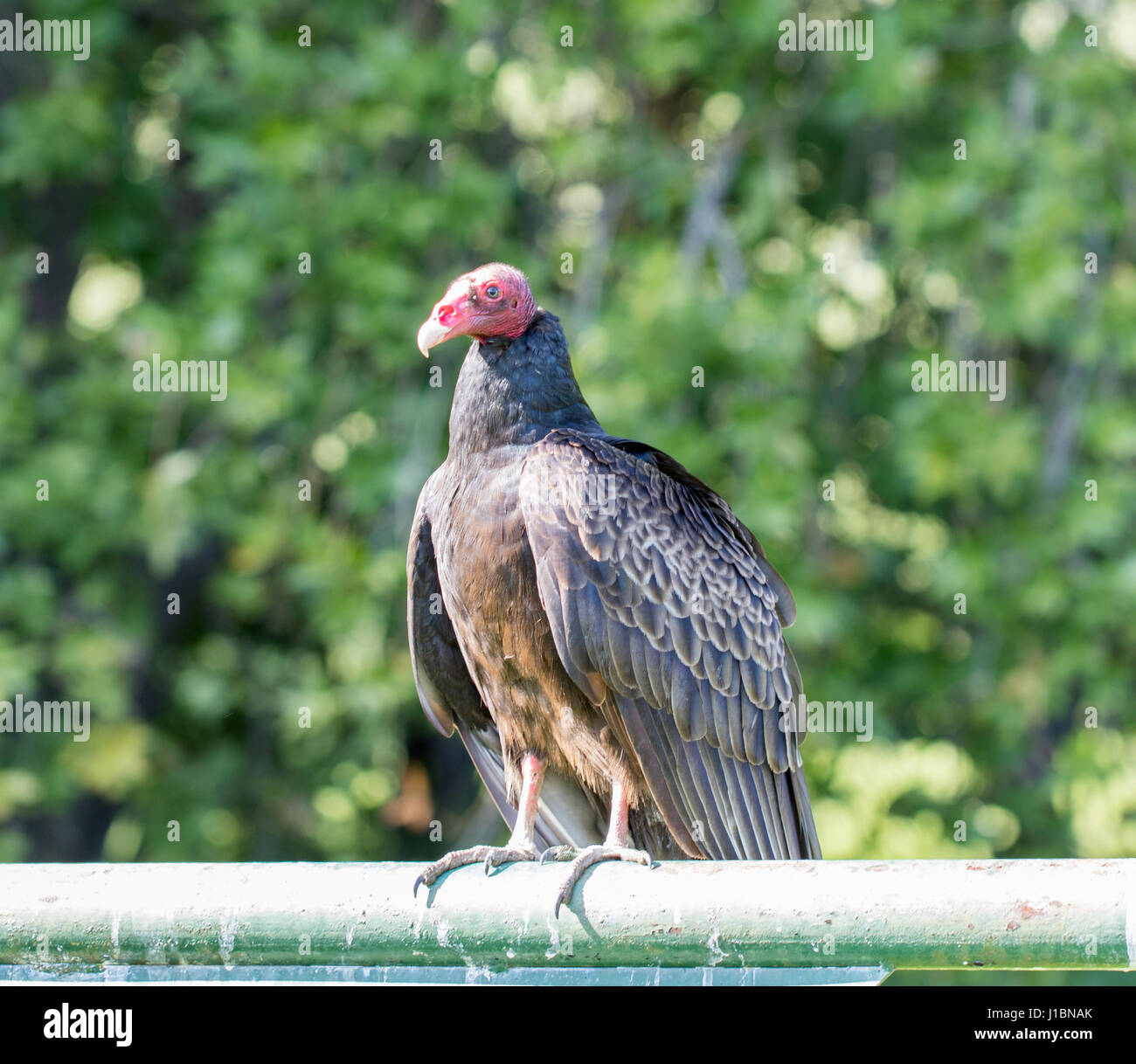Turkey Vulture (Cathartes aura) Perching. Stock Photo