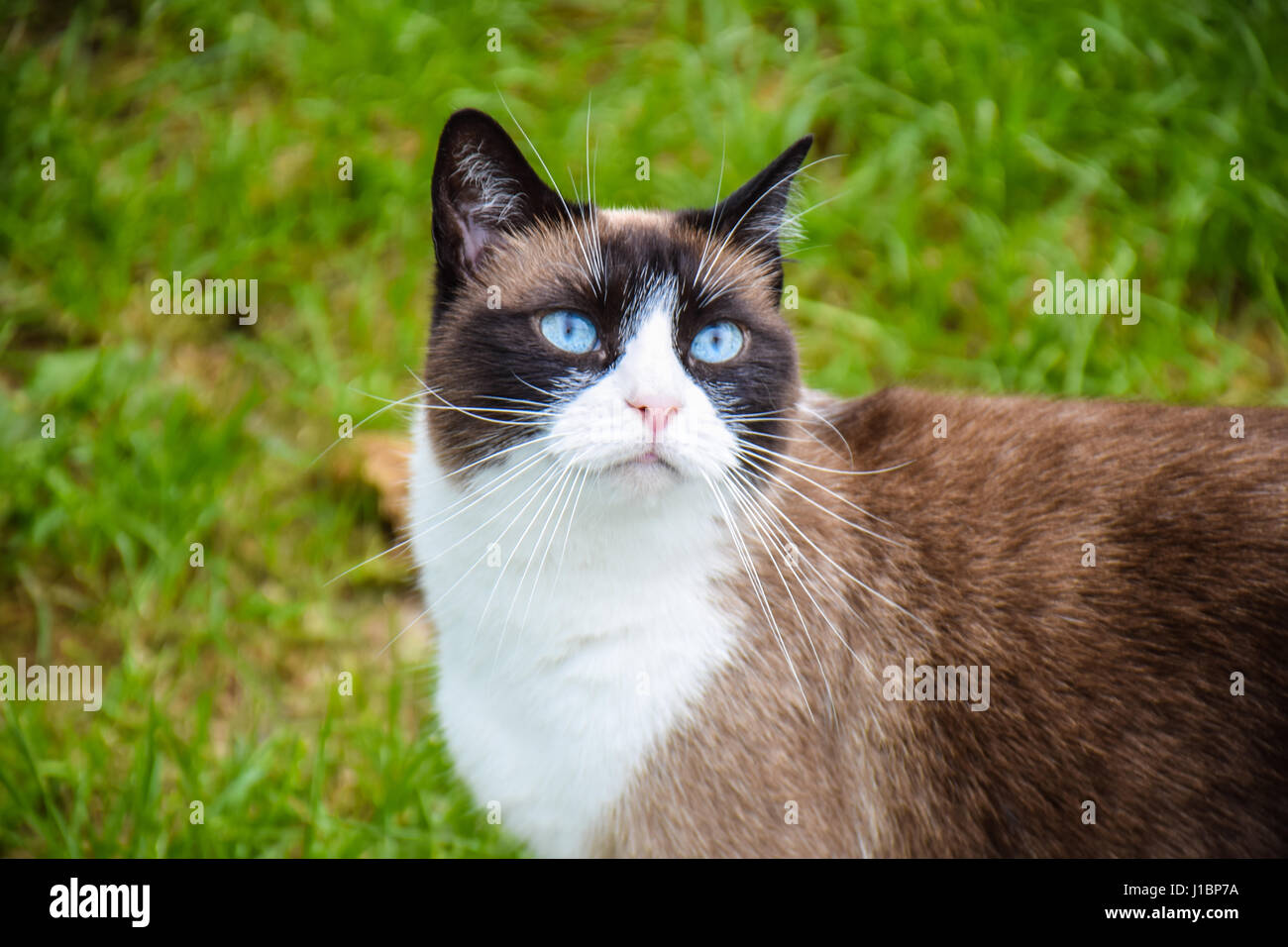 Cat in the garden Stock Photo - Alamy
