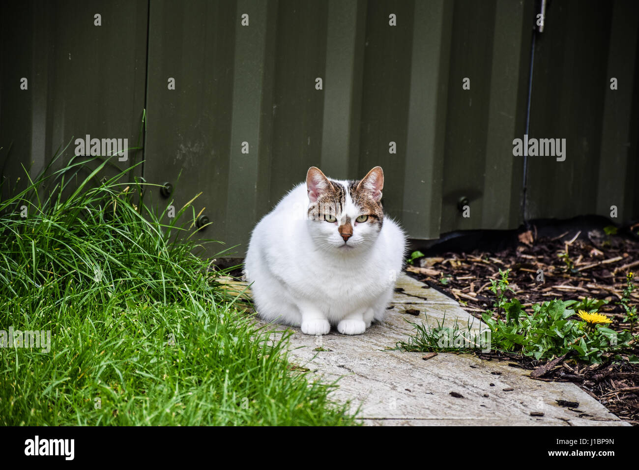Cat in the garden Stock Photo
