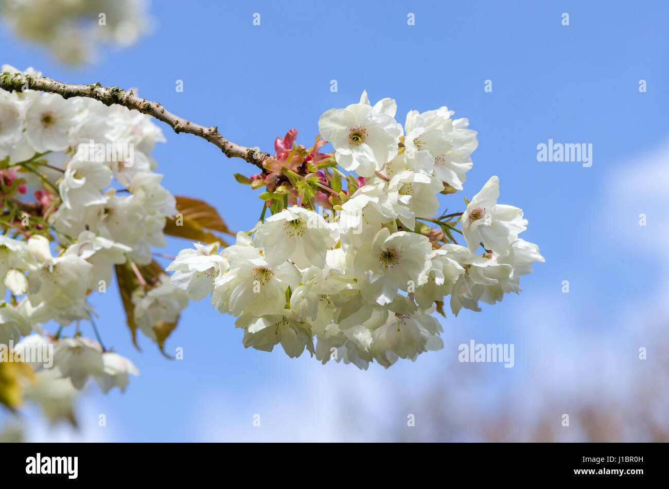 Spring blossom on tree Stock Photo