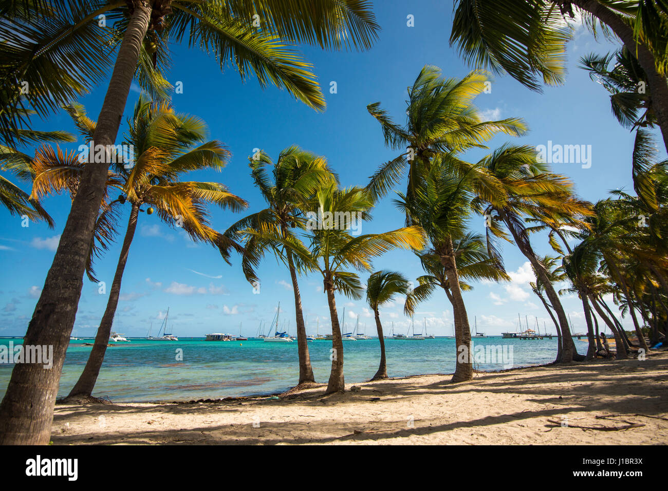 Tropical paradise design hi-res stock photography and images - Alamy