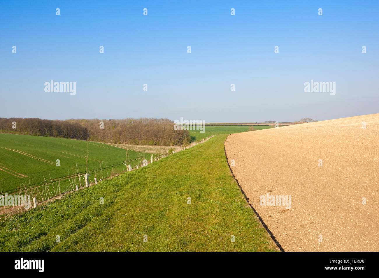 Undulating Footpath a hillside grassy footpath with undulating wheat fields and woodland ...