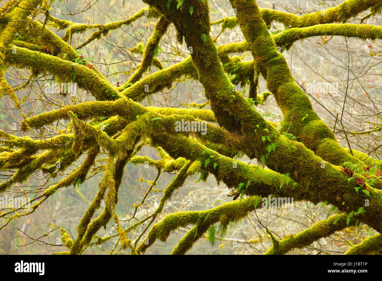 Licorice fern with bigleaf maple (Acer macrophyllum) at Ermie Walters
