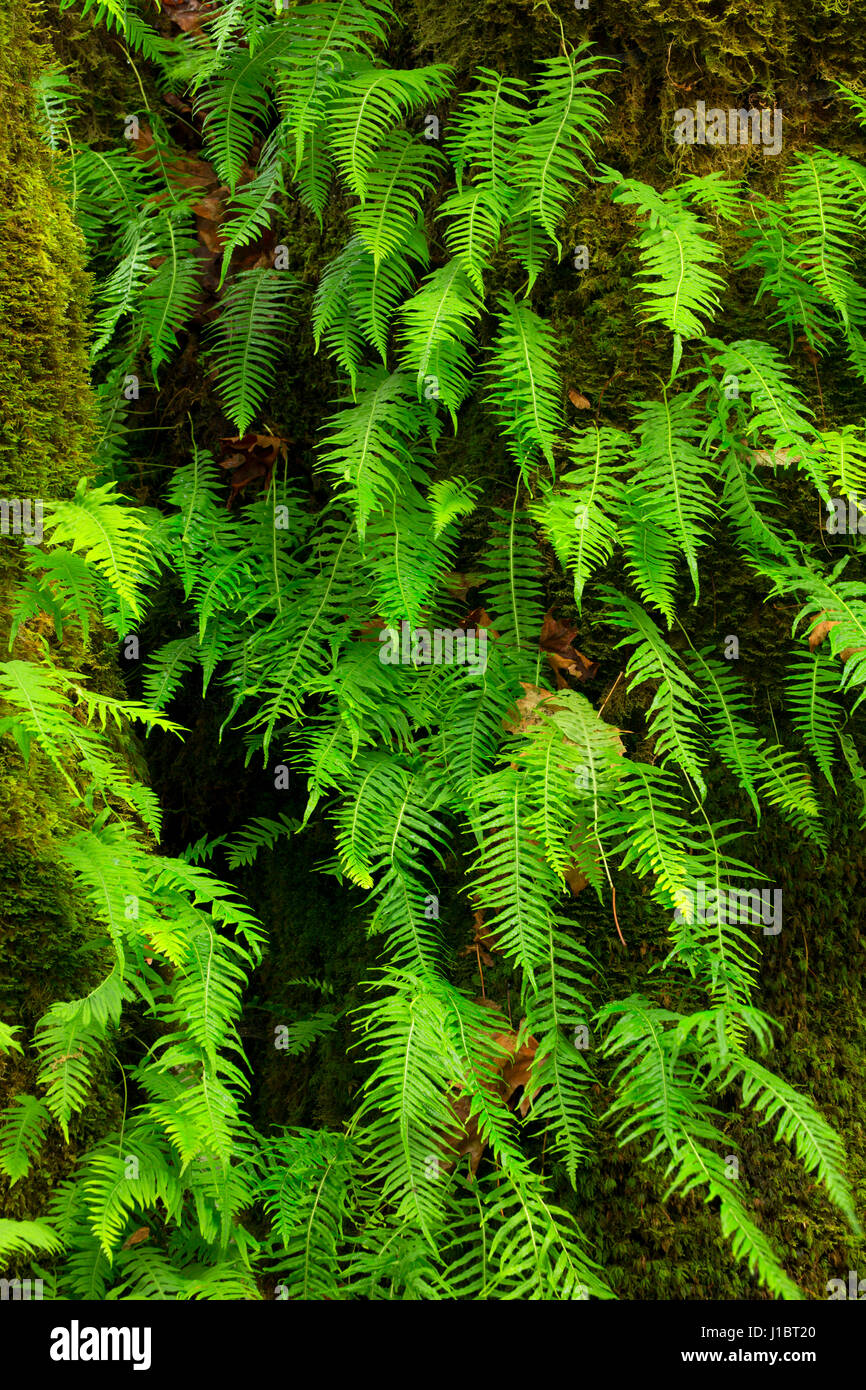 Licorice fern with bigleaf maple (Acer macrophyllum) at Ermie Walters