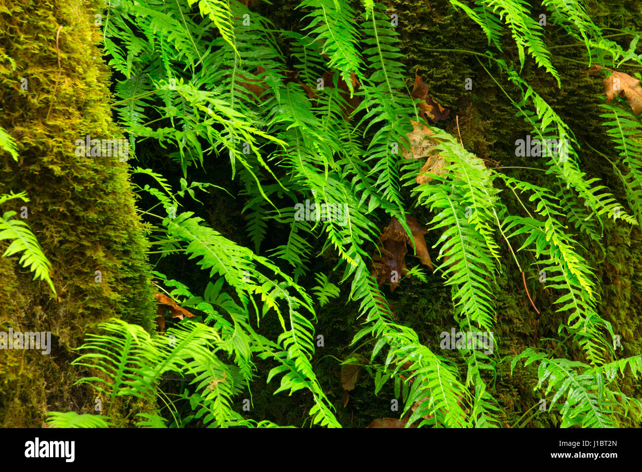 Licorice fern with bigleaf maple (Acer macrophyllum) at Ermie Walters