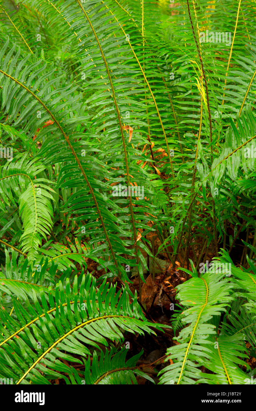 Western sword fern (Polystichum munitum) at Riveredge Boat Ramp, Siuslaw National Forest, Oregon Stock Photo