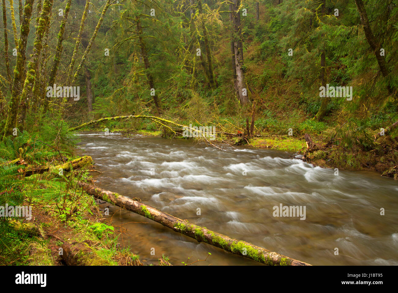 Cummins Creek, Cummins Creek Wilderness, Siuslaw National Forest, Oregon Stock Photo Alamy