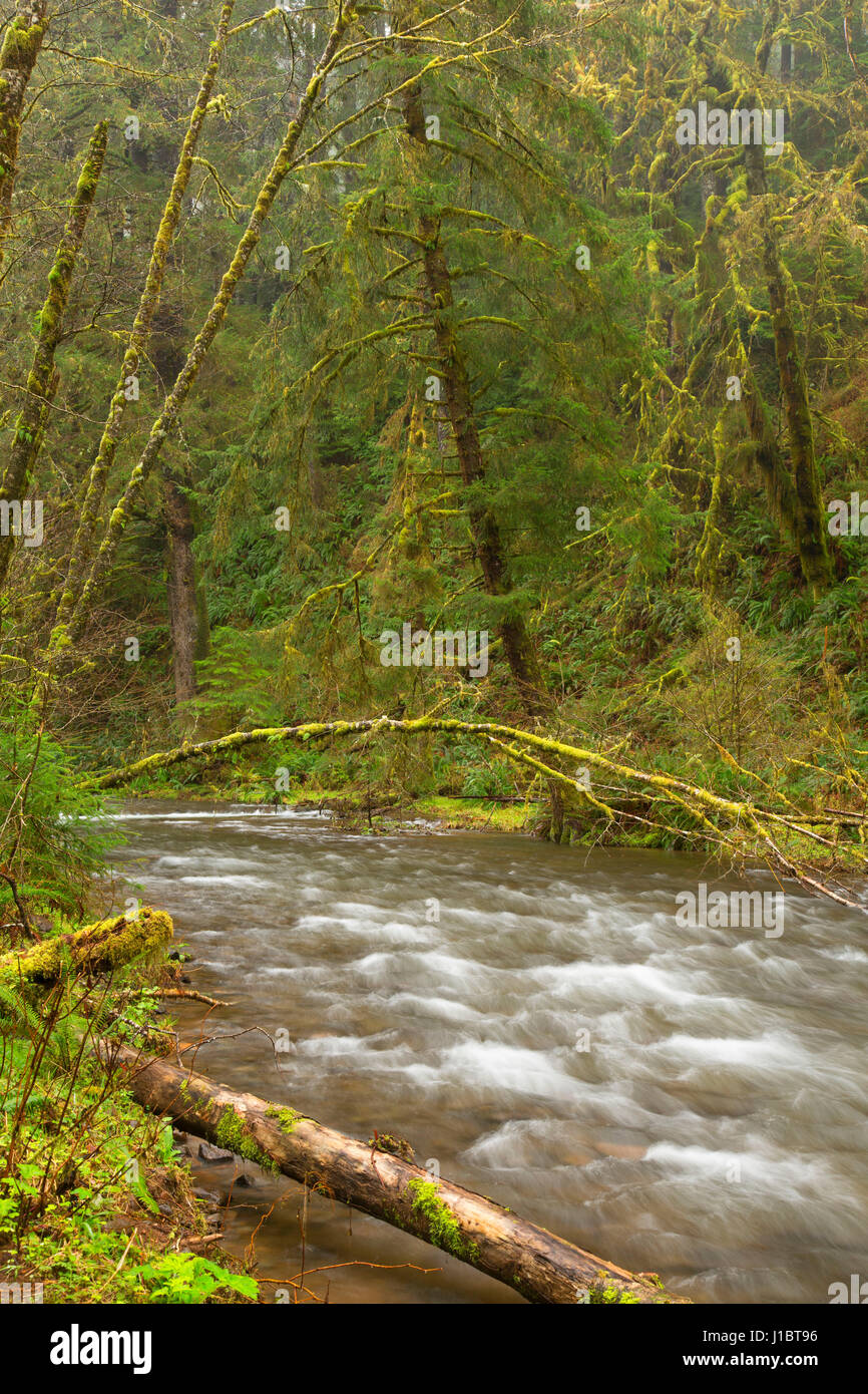 Cummins Creek, Cummins Creek Wilderness, Siuslaw National Forest, Oregon Stock Photo Alamy