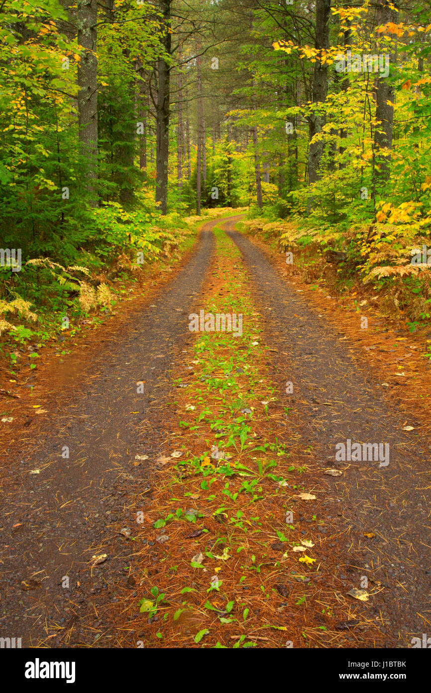 Forest road, Brule River State Forest, Wisconsin Stock Photo Alamy