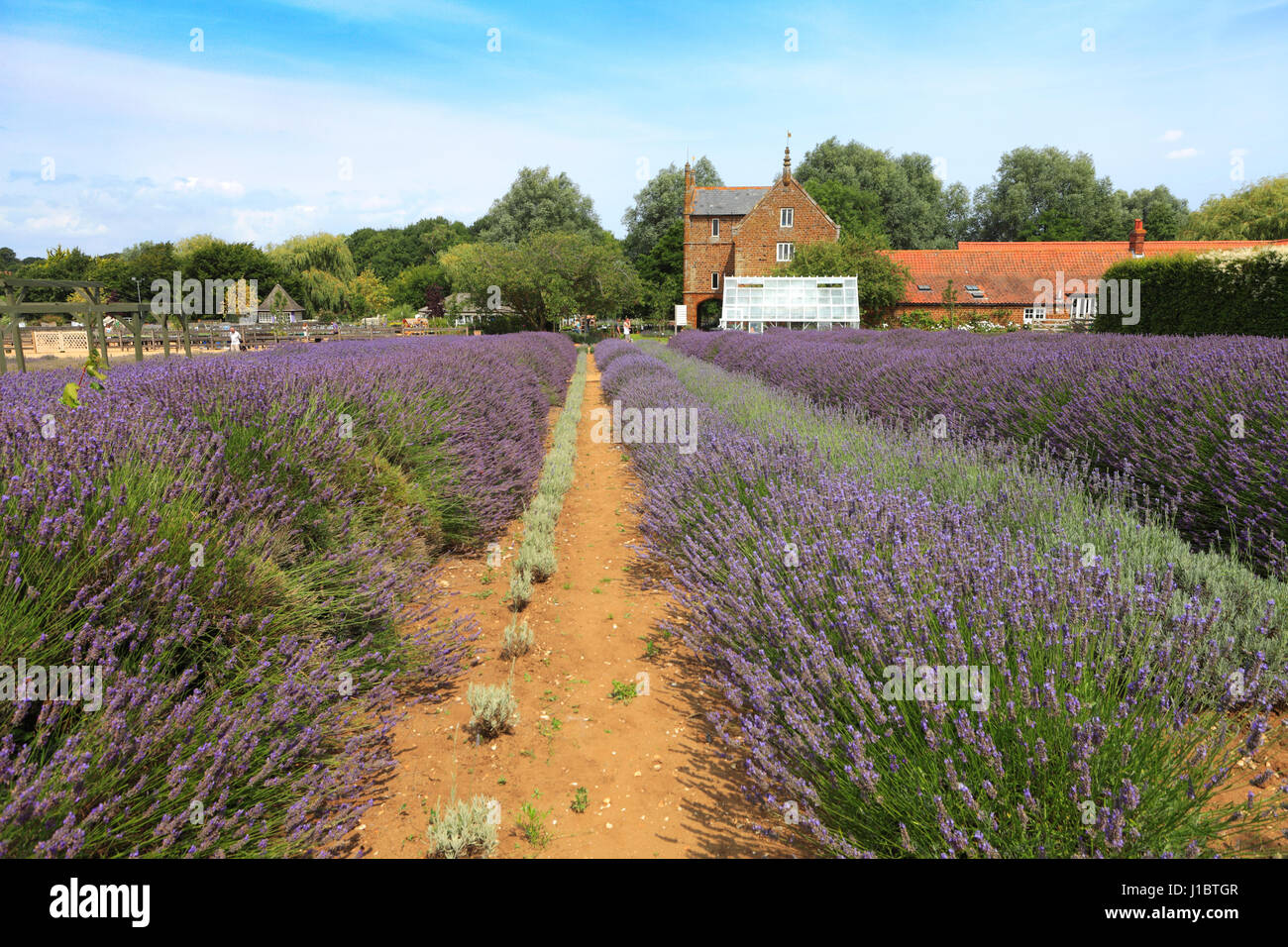 Fields of Lavender growing in the Norfolk Lavender centre, Heacham